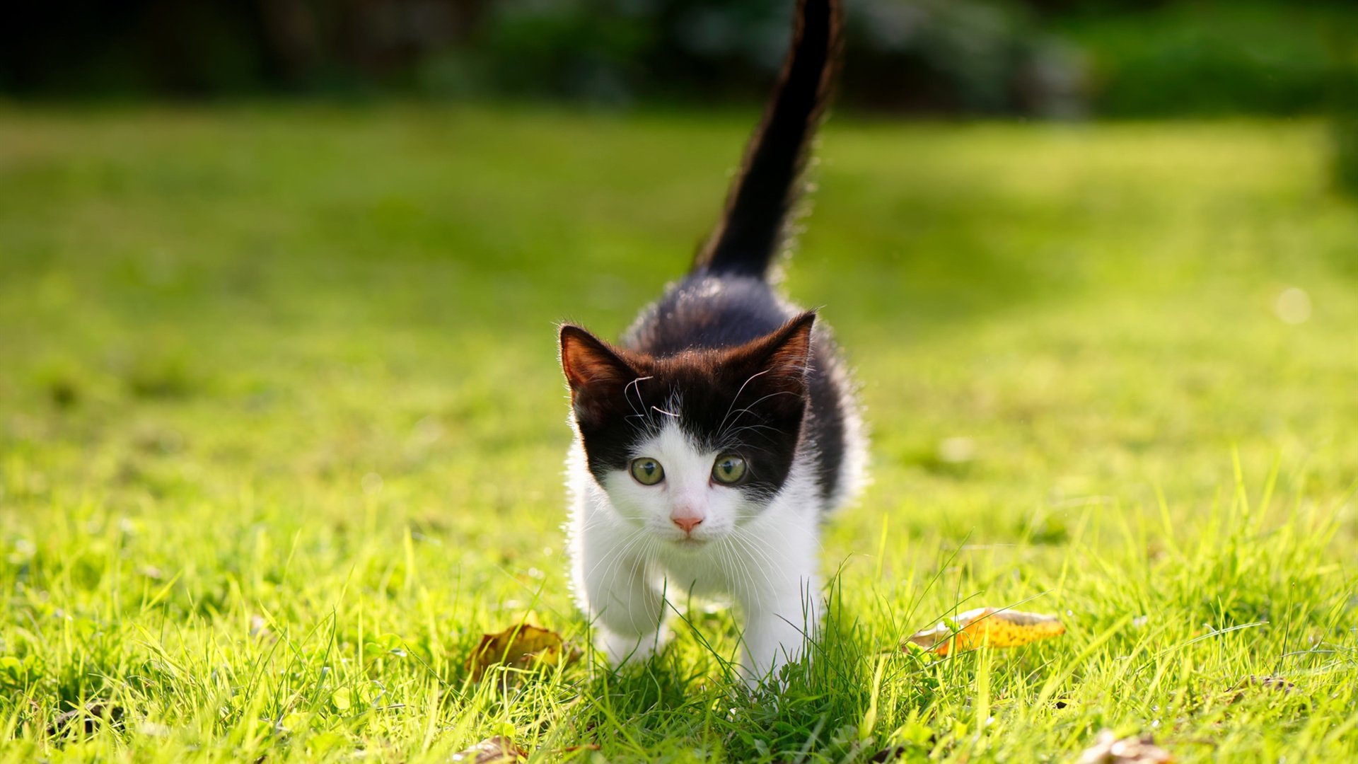 西决生死战焦点战启示录，摩纳哥式压制如何破解澳大利亚篮球体系