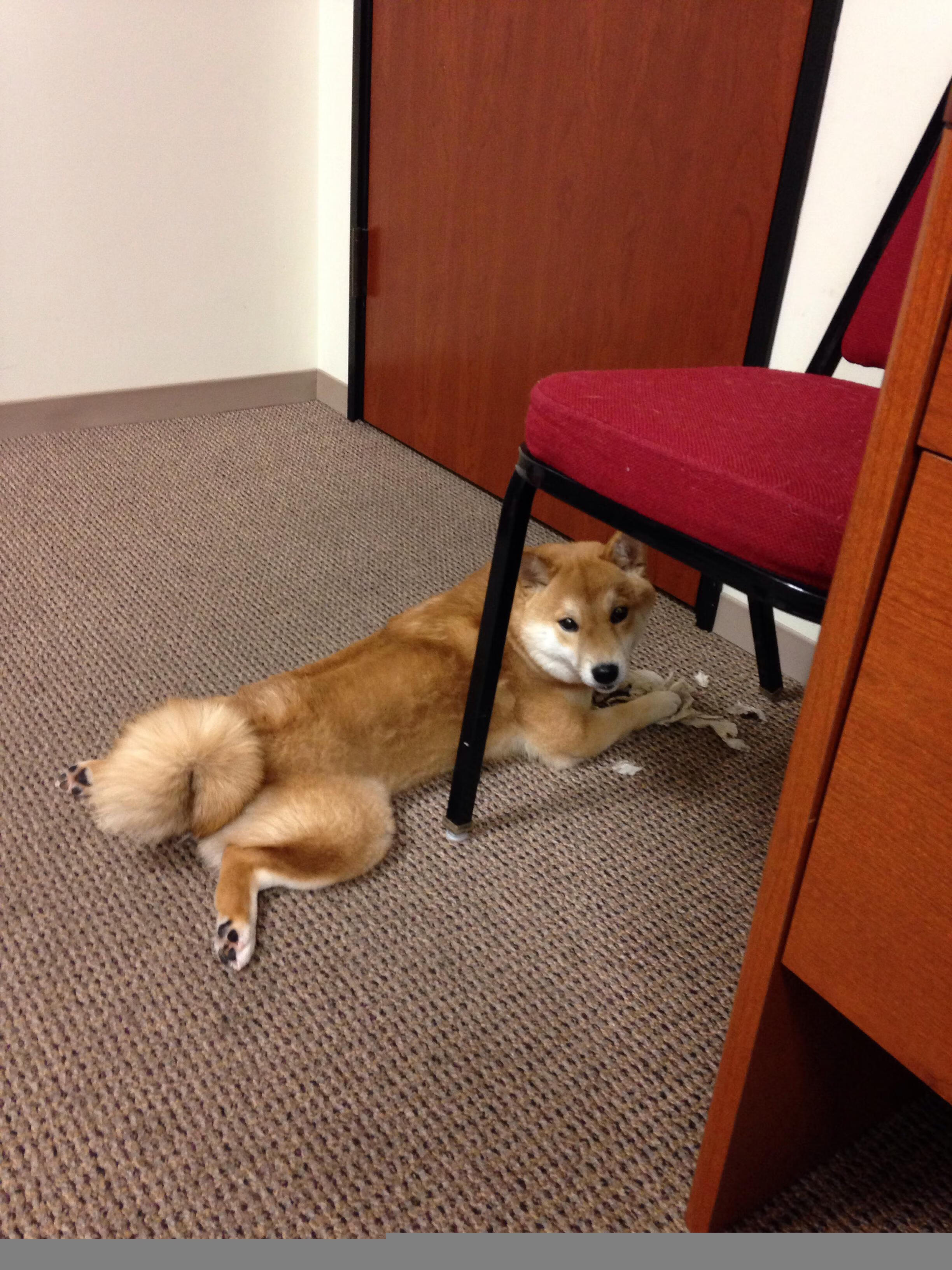 冰与火的交响，芬兰强势晋级背后的蒂亚戈时刻