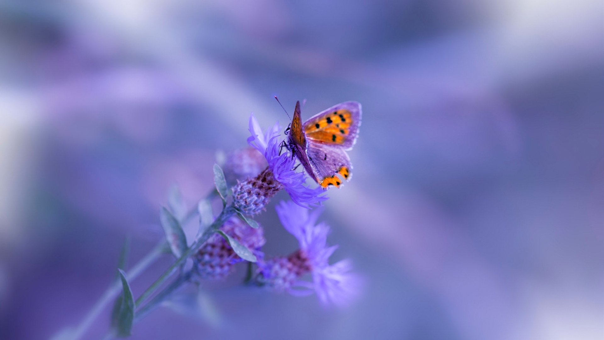 当太极虎遭遇五盾军团,贝林厄姆的火热状态能否照亮绿茵场?